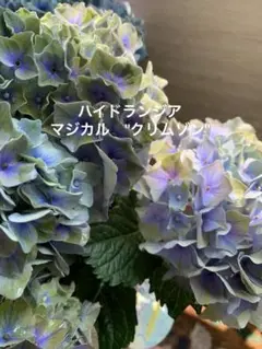 ほ*す様 【特選】　アジサイ　8寸 マジカルクリムゾン　紫陽花 アジサイ：マジカルクリムゾン（パープル）5号鉢植え（咲き進み