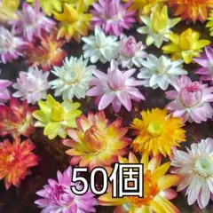 ドライフラワー　ヘリクリサム　50個