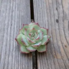 多肉植物 シルエット カット苗