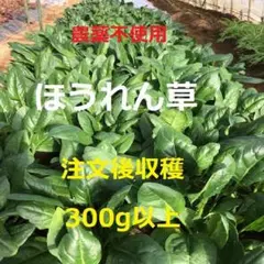 【注文後収穫】新鮮野菜 農薬不使用ほうれん草 300g以上 / ネコポス配送14