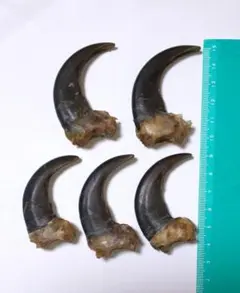 熊の爪 ヒグマ 5個