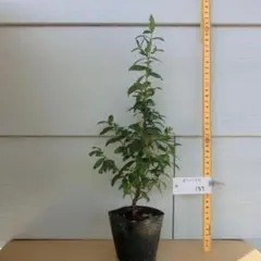 №137 ギンバイカ 挿木苗 無農薬 マートル苗 銀梅花 苗木
