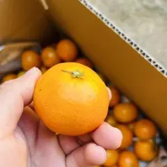 早生みかん! 小さい2 Sサイズ!熊本県産9.5キロ! 甘く酸味も抜群!