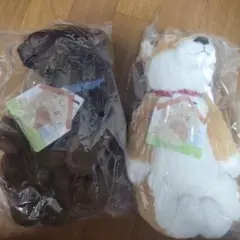 うちのハル君です　チョコラブ　柴犬