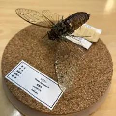 【昆虫標本】ヒグラシ飛翔　ガラスケース入り