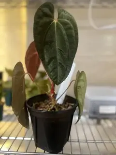 2025年最新】anthurium dressleriの人気アイテム - メルカリ