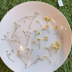 押し花　かすみそうスターチス②