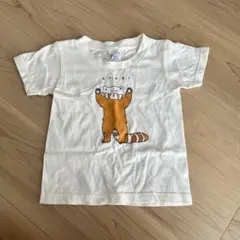 レッサーパンダ Tシャツ 100cm 動物園 アニマル