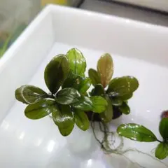 セール★分けありブセファランドラセット
