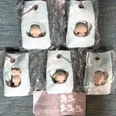 ベビーくまカステラフローズン　全5種セット