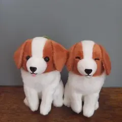 コーイケルホンディエのおでこちゃん　おすわり　2種類　マスコット