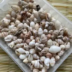 お楽しみ　小粒　貝　色々