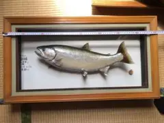 ⭐︎特選⭐︎ ライオンコガネ　標本 昆虫標本 昆虫 標本 ライオンコガネ のたまい