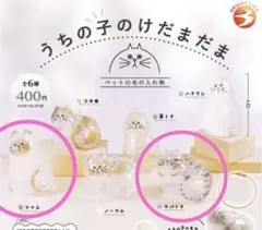 うちの子のけだまだま　正規品　サバトラ　シャム　ガチャガチャ