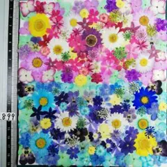 押し花素材　NO899 ノースボール ビオラ 紫陽花　バーベナ 小花　押し花