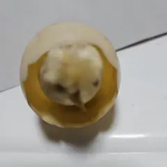 卵型の小鳥置物