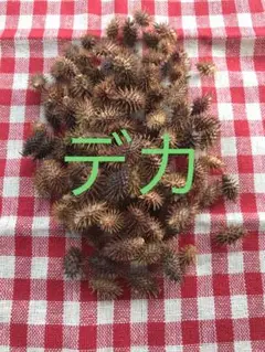 オオオナモミ デカ　秋の遊び　ハンドメイド
