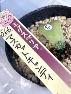 2025年最新】ミックスベリア マスカットキャンディの人気