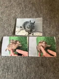 デグーの写真 ３枚 パイド アグチー ブルー