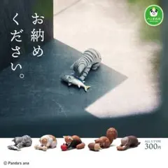お納めください 。　パンダの穴　ガチャ　全5種フルコンプリートセット