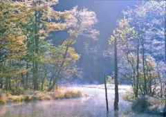 M30 田代池/湿原/上高地/長野県/日本の風景/アートパネル