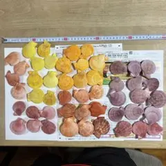 貝殻　ヒオウギ貝　サイズ色々50枚セット