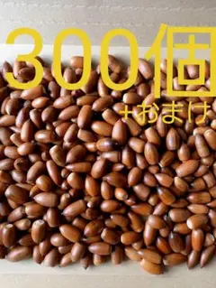 どんぐり ミックス 300個以上 マテバシイ
