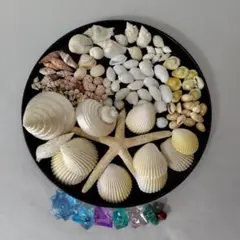 貝殻色々