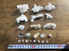 珊瑚　サンゴ　貝