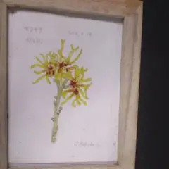 植物画  まんさく  春に先がけて咲く黄色の花です。断捨離の心で放ちます