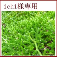 ヒカゲノカズラ　　信州産　　ご予約ページ ☆ヒカゲノカズラ☆80サイズの箱に一杯☆採りたてを発送！☆信州