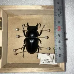 モザイク　雌雄同体　タランドゥス　死虫　標本 2025年最新】タランドゥスオオツヤクワガタ 標本の人気アイテム
