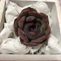 多肉 多肉植物 韓国苗 シェリン