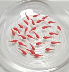 オーダー金魚　赤　一匹90円