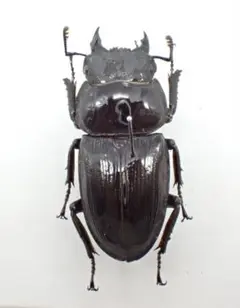 モザイク　雌雄同体　タランドゥス　死虫　標本 標本用死虫(パック標本) 】超特大コーカサスオオカブト♂100mmUP