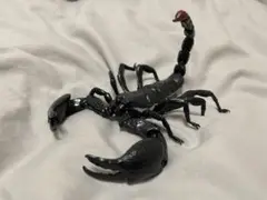 バンダイ　いきもの大図鑑 サソリ ダイオウサソリ(大) さそり　ガシャポン