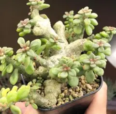 ル*ト様 チレコドン　デシピエンス 現品限り】チレコドン デシピエンス【L49】 Tylecodon decipiens