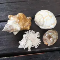 貝殻・オブジェ・ヤツシロガイ