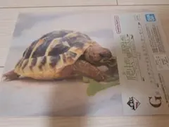 一番くじ 両生類&爬虫類 G賞 クリアファイル&ステッカーセット カメ