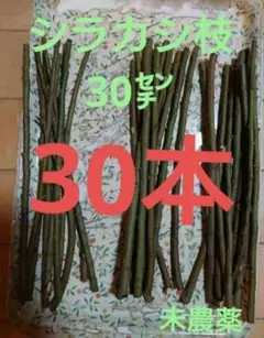 シラカシ/どんぐり　枝　30㌢　30本