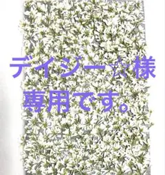 押し花素材、ユーホルビアダイヤモンドスノー。2。