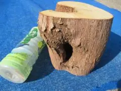 天然 樹洞 クワリウム 登り木 貫通3穴 №90