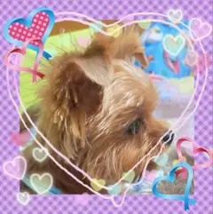 確認画像