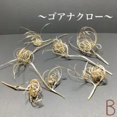 ゴアナクロー ゴールド B ハーバリウム