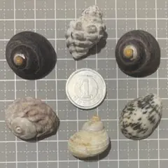 【13】天然ヤドカリハウス★貝殻セット 少量