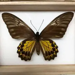 蝶標本 アンフリサスキシタアゲハ ♀