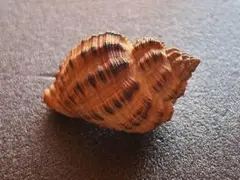 カネツケボラ (Cantharus melanostomus) 85mm