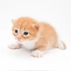 ウーちゃん使用済みウー!