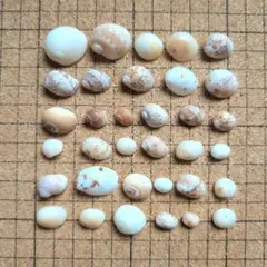 巻き貝
