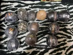 いきもの大図鑑 ガチャガチャ
